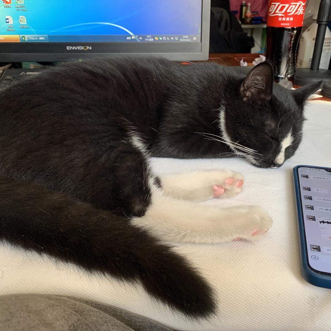 小六吃不饱🐱