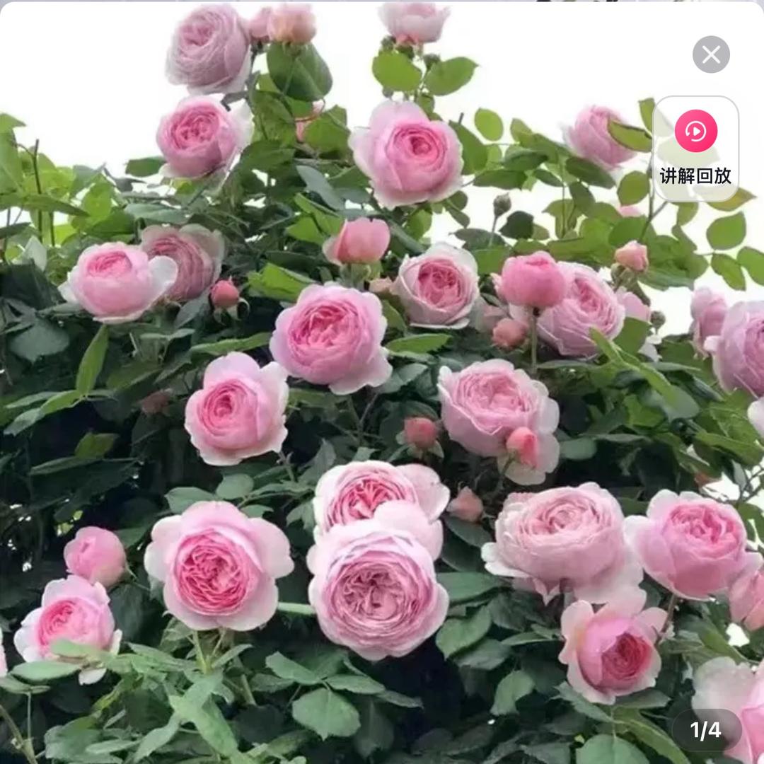 蔷薇月季花苗直销