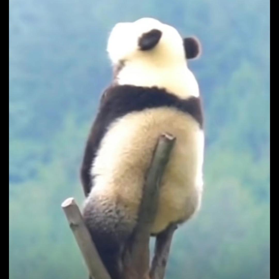 棉签