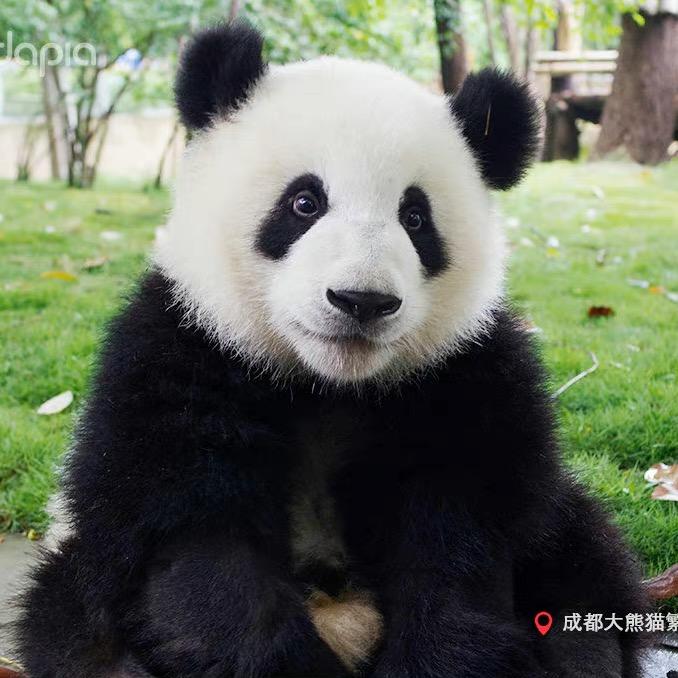 Lydia的熊猫日记