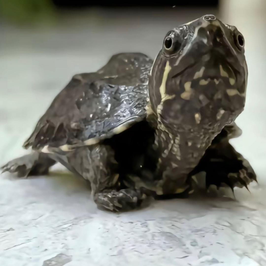 🐢爱养龟的巨龙先生