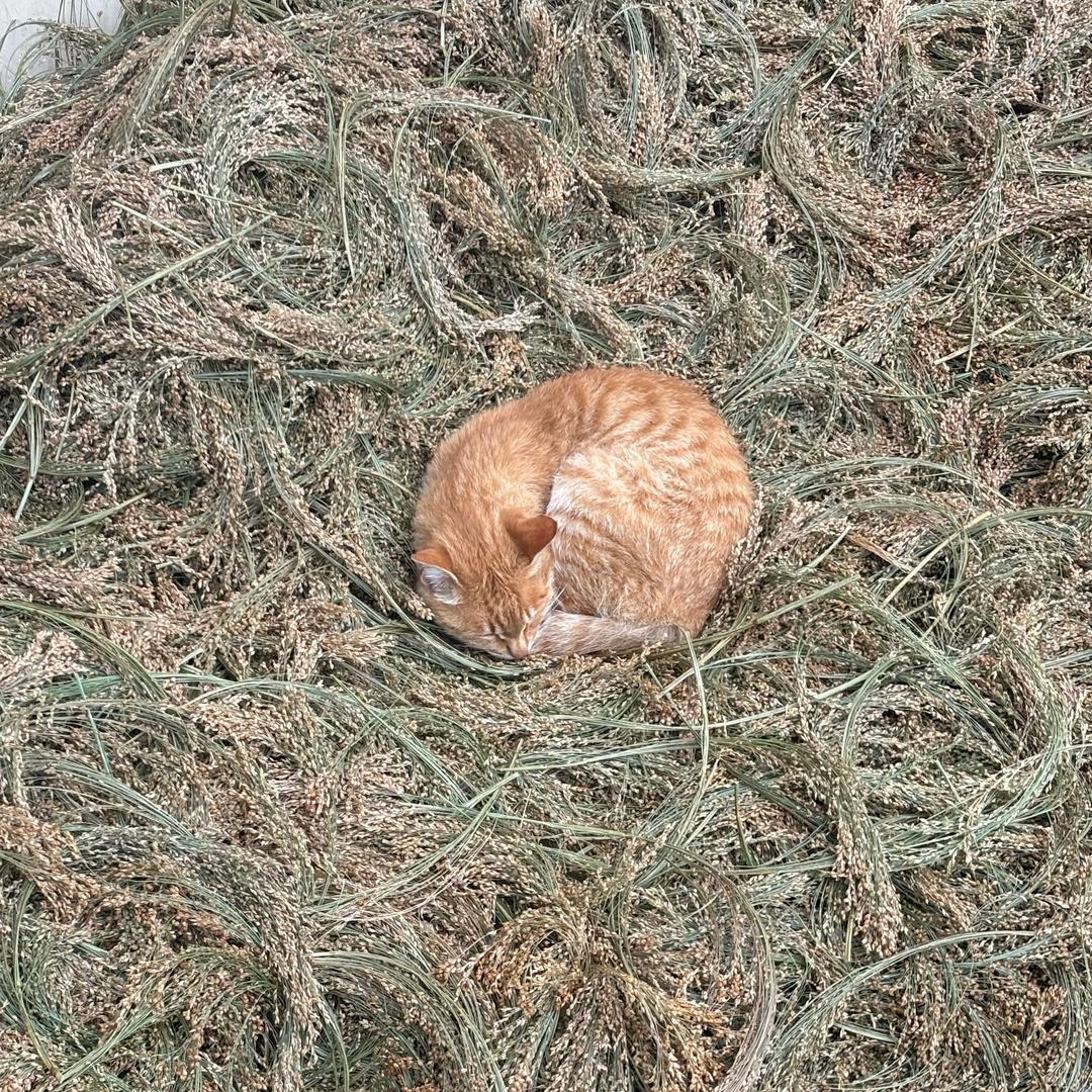 維生素般的马叉虫氣走路都帶OST