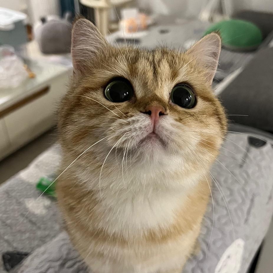 铛铛铛铛ʕ•̫͡•ʔ♡*:.✧