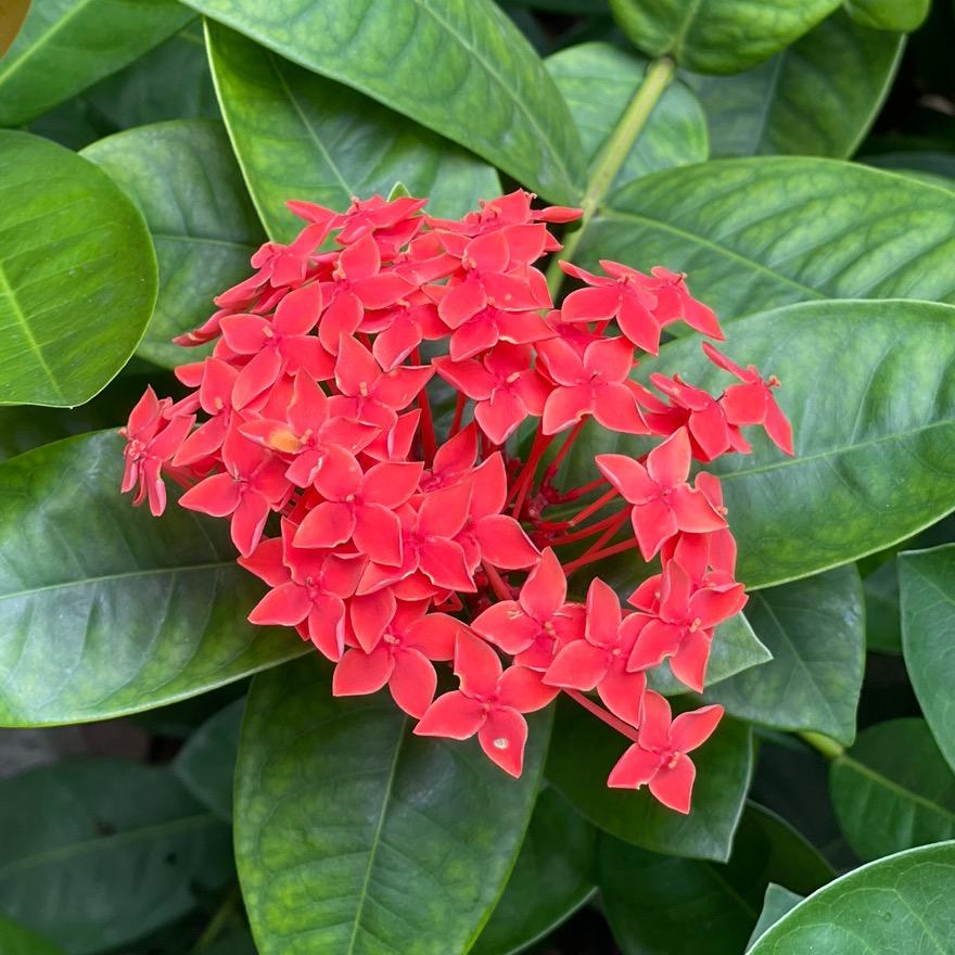 小枫枫
