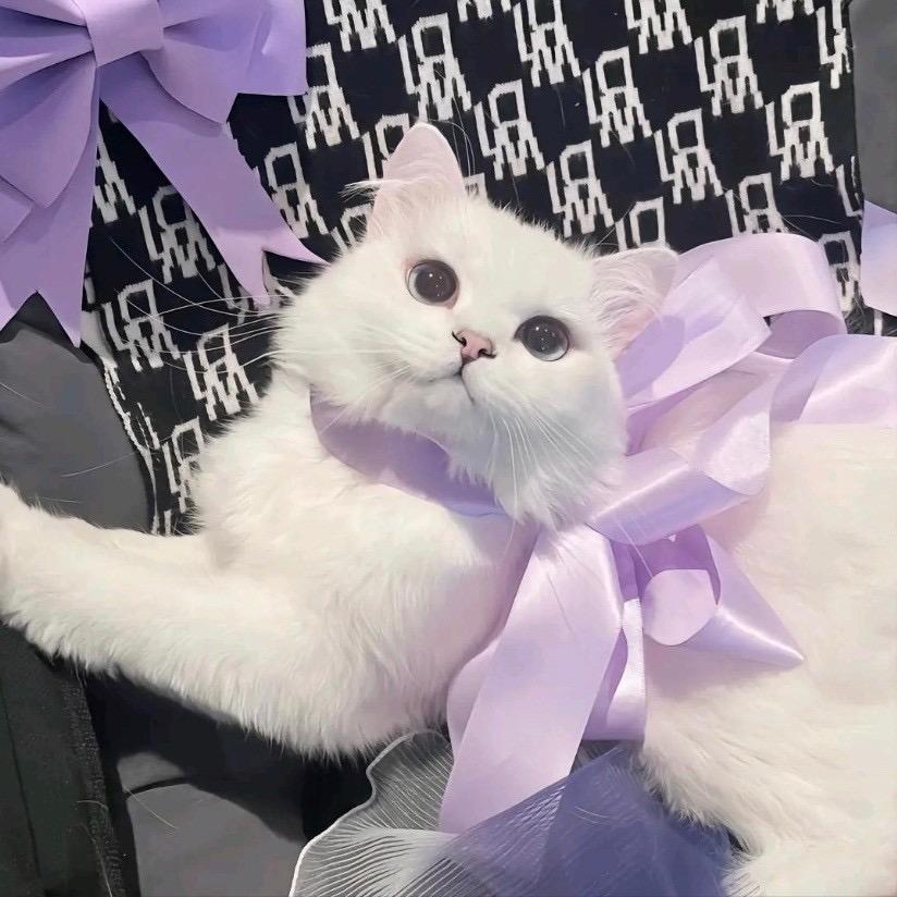 喵喵愉🐾