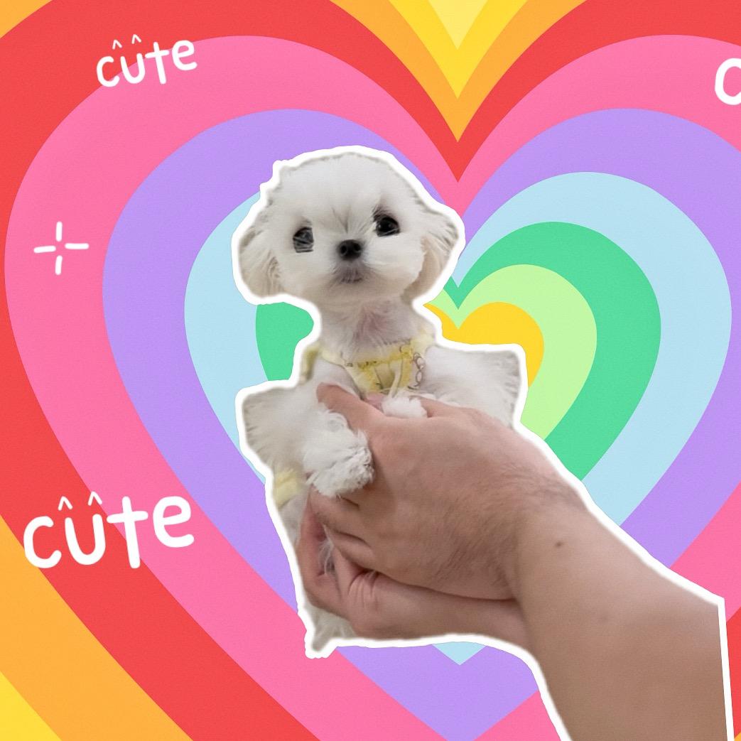 超糖体🎀马尔济斯