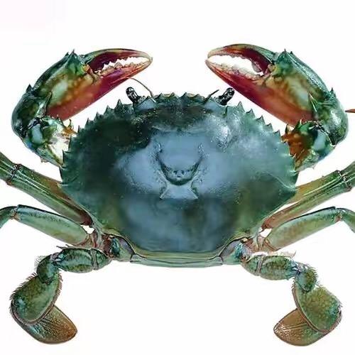 牛田洋野生青蟹🦀️