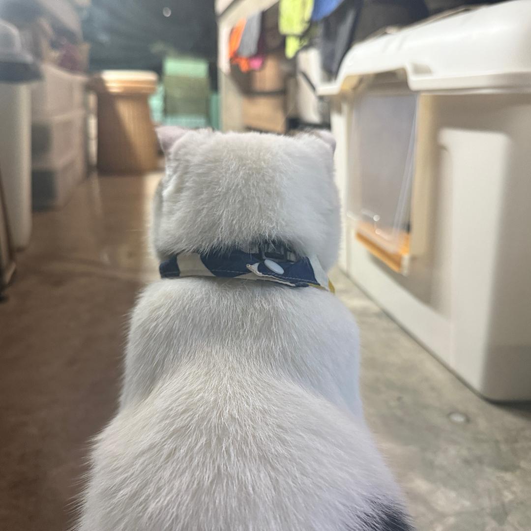 滚滚猫