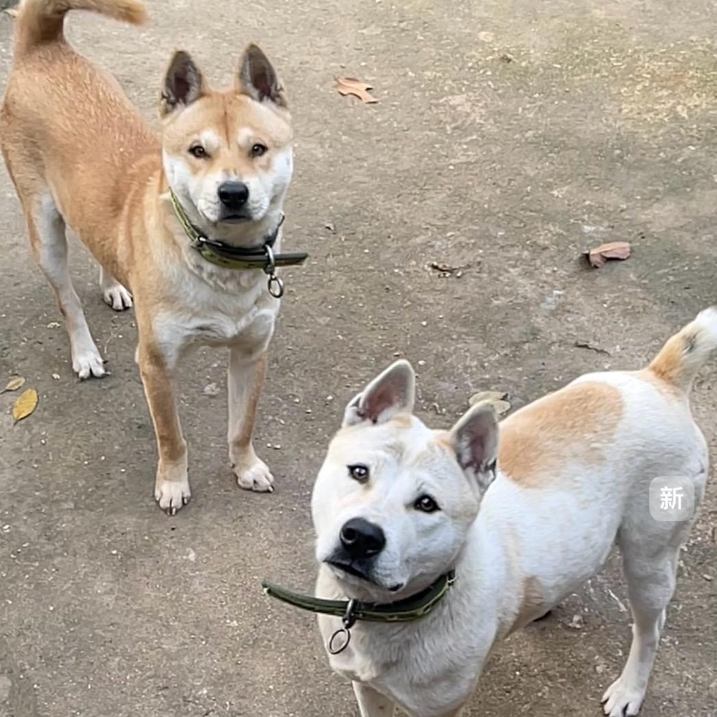 中华田园犬