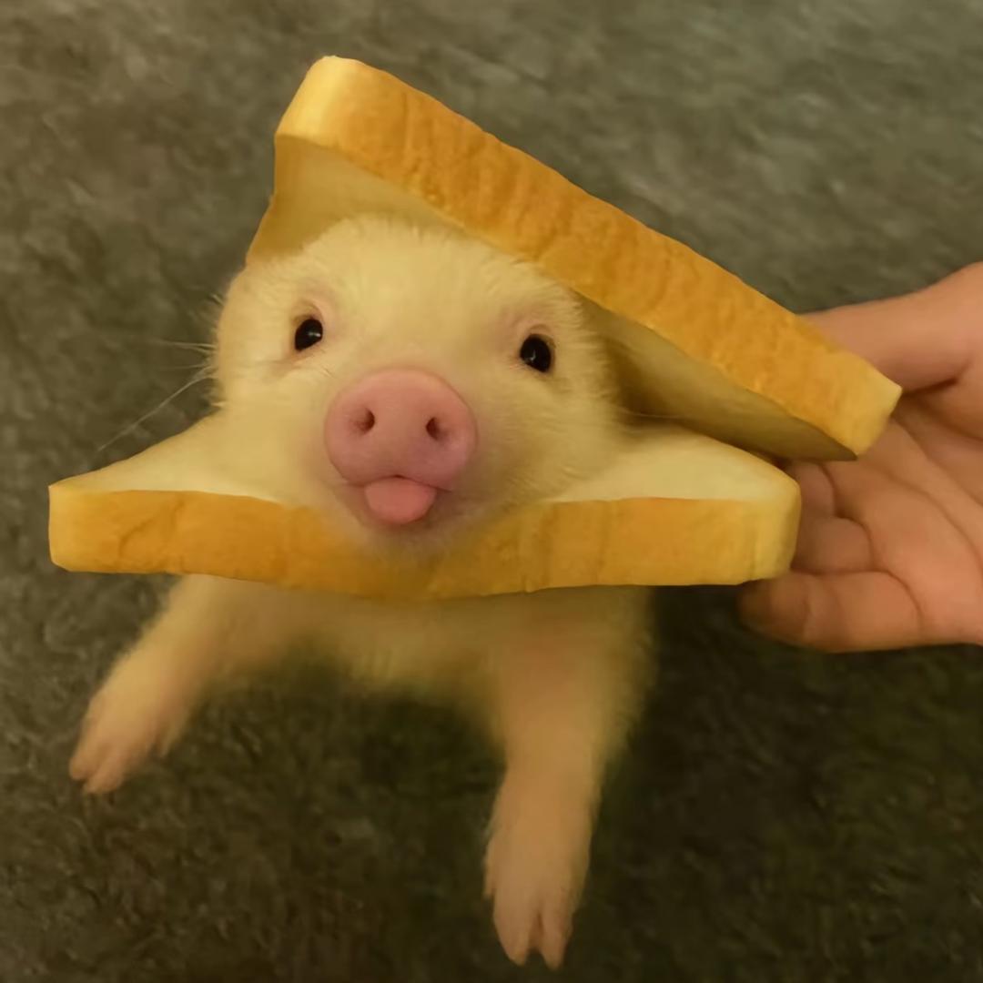 轻松熊✨