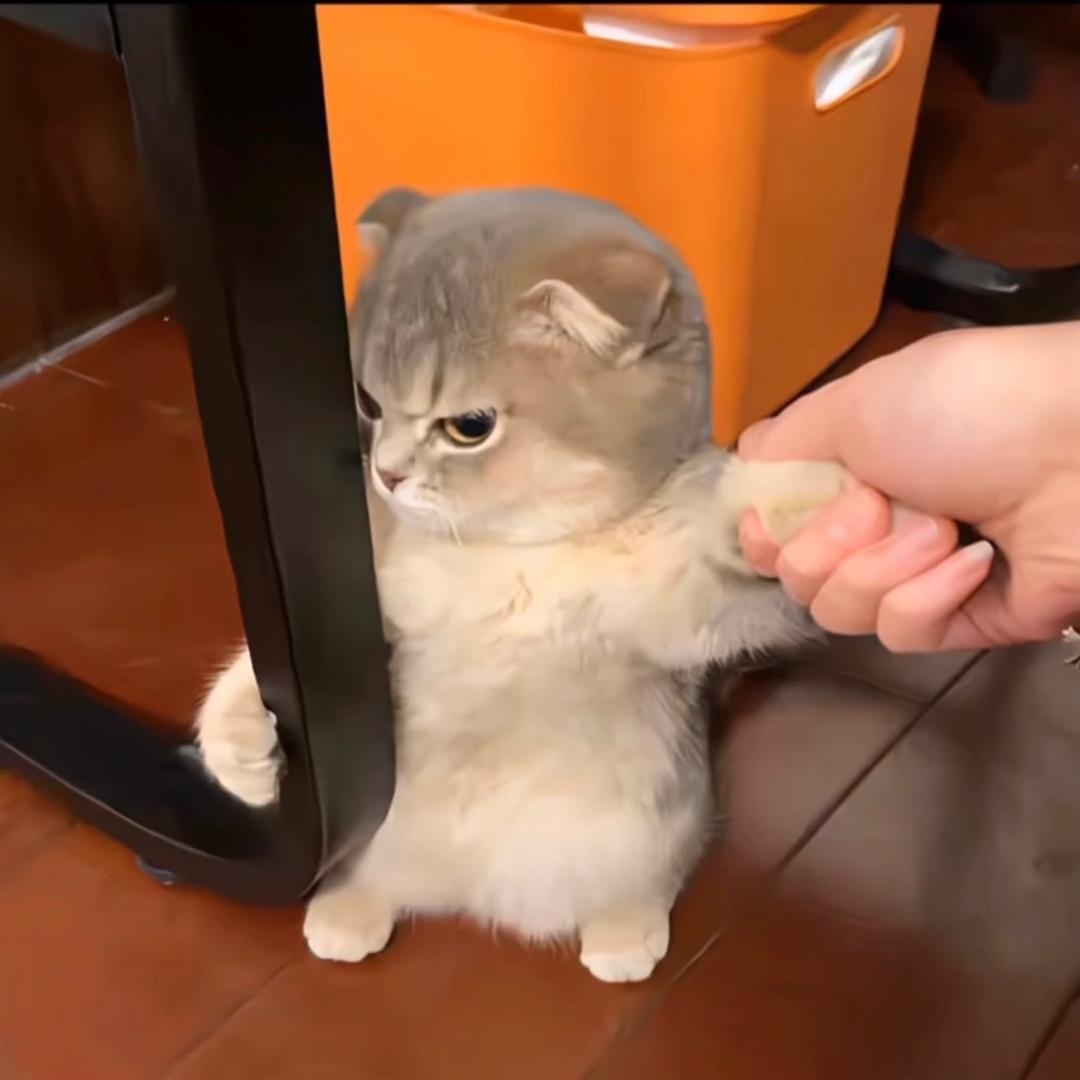 真小胖