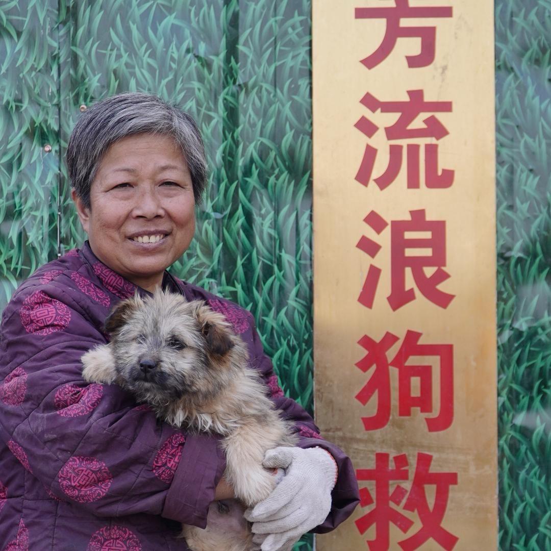 济南王芳流浪狗救助基地