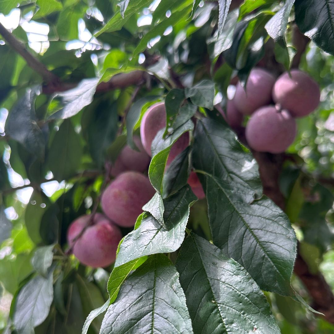 以李相待—钱排三华李种值