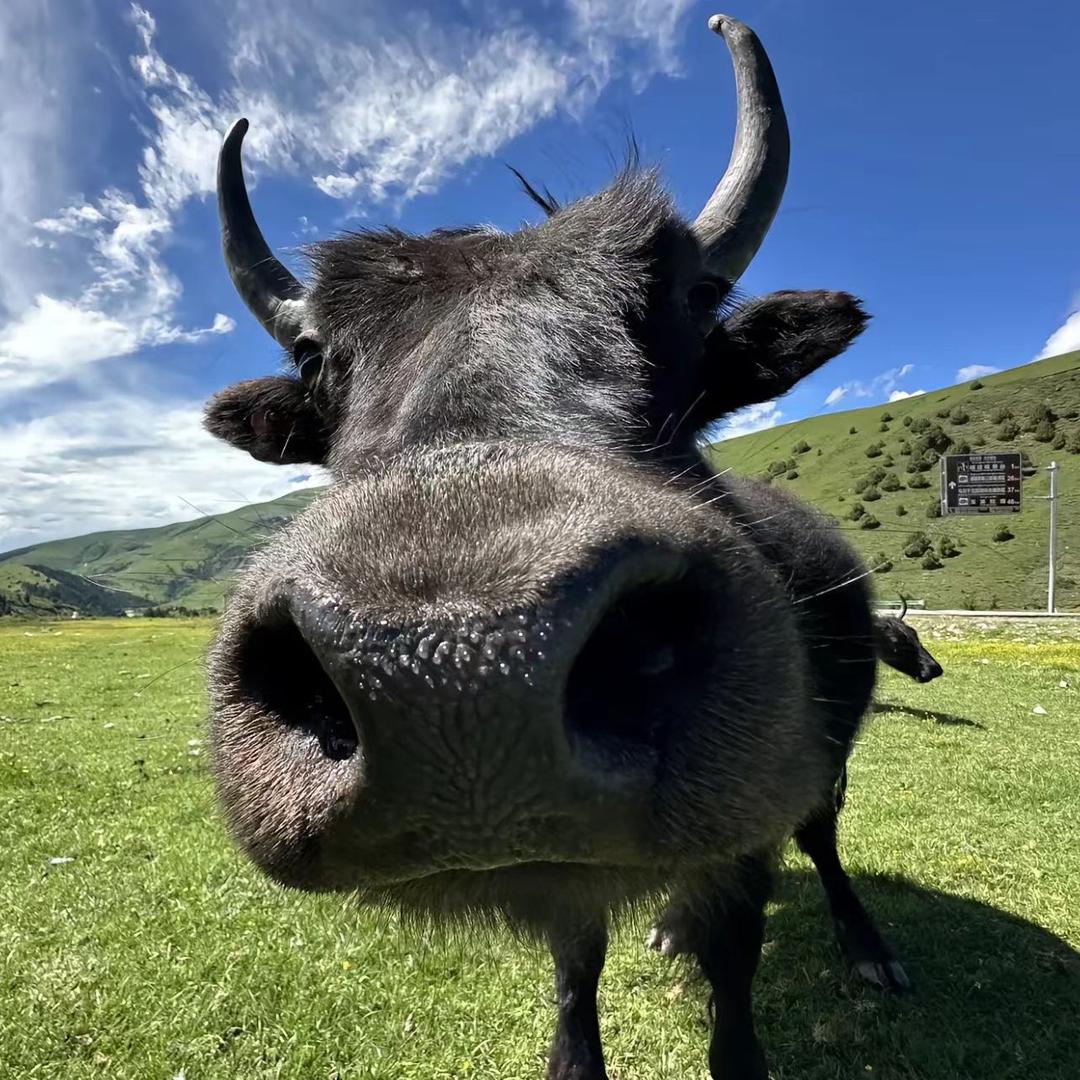 尕牦牛🦬