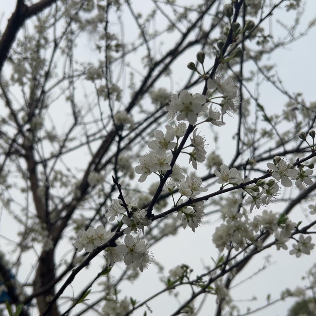 乡坝头的大麦柑