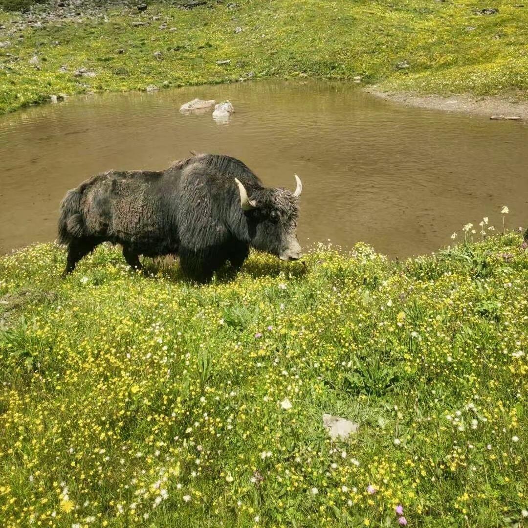 A藏家🙏🙏痞子（三少）🇨🇳