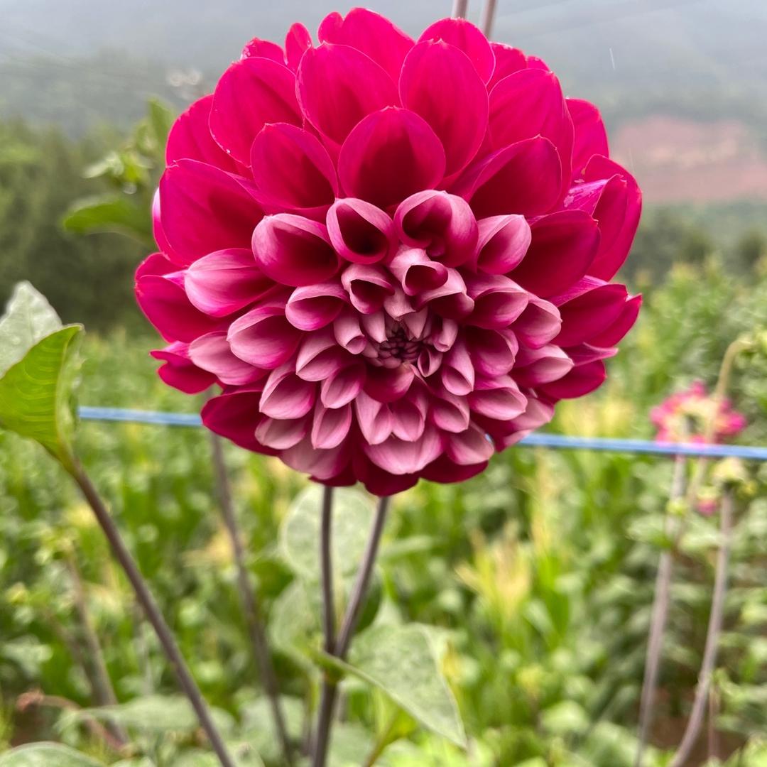 @晏宁