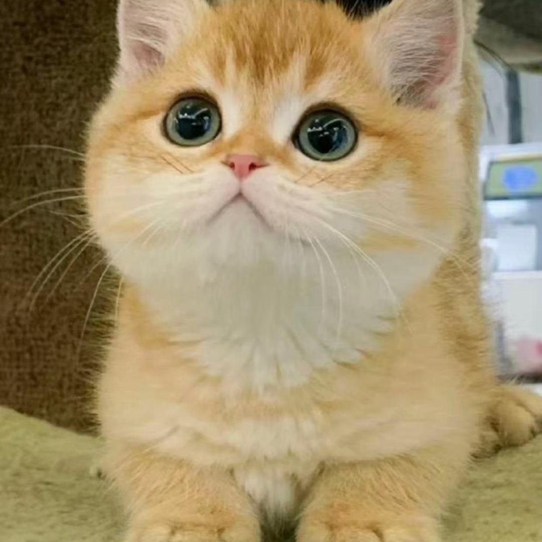小猫🐱精选