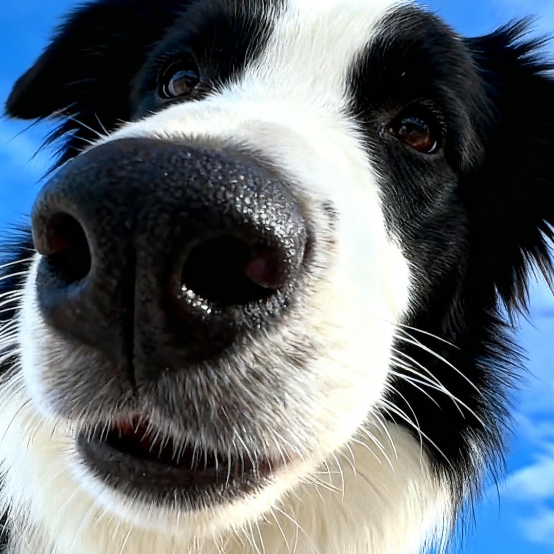 向日葵的小太阳