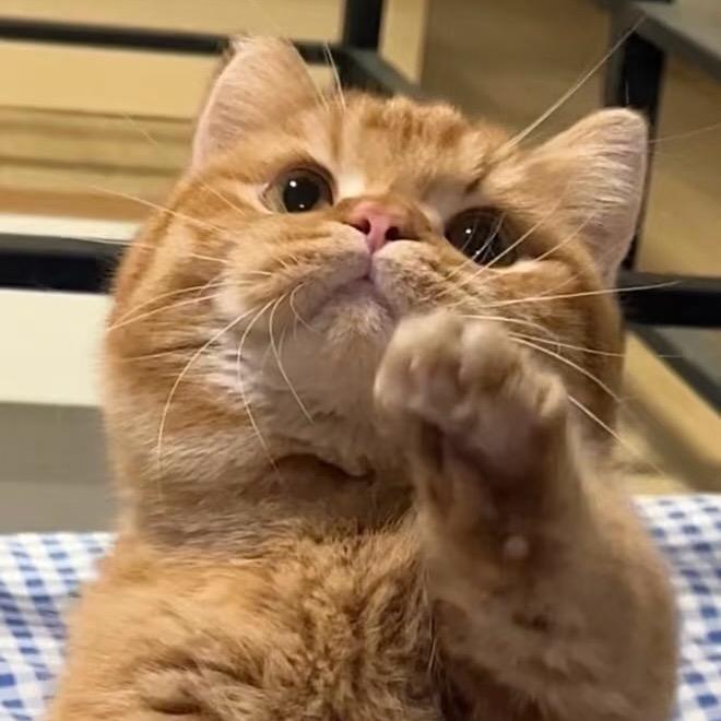 ฅ /•᷅•᷄\ ฅ_橘