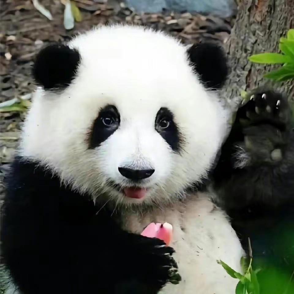 牛牛