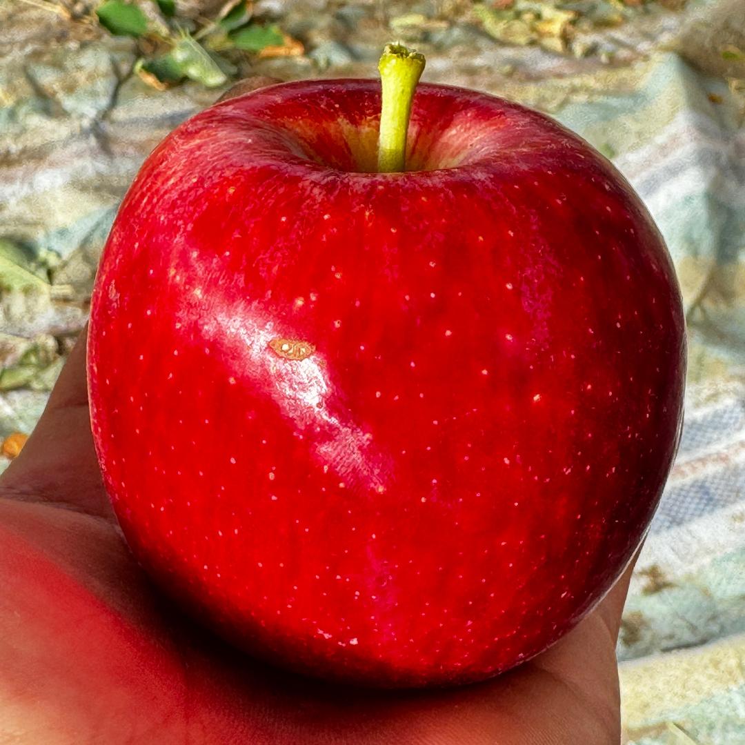 味帝，苹果，西梅……