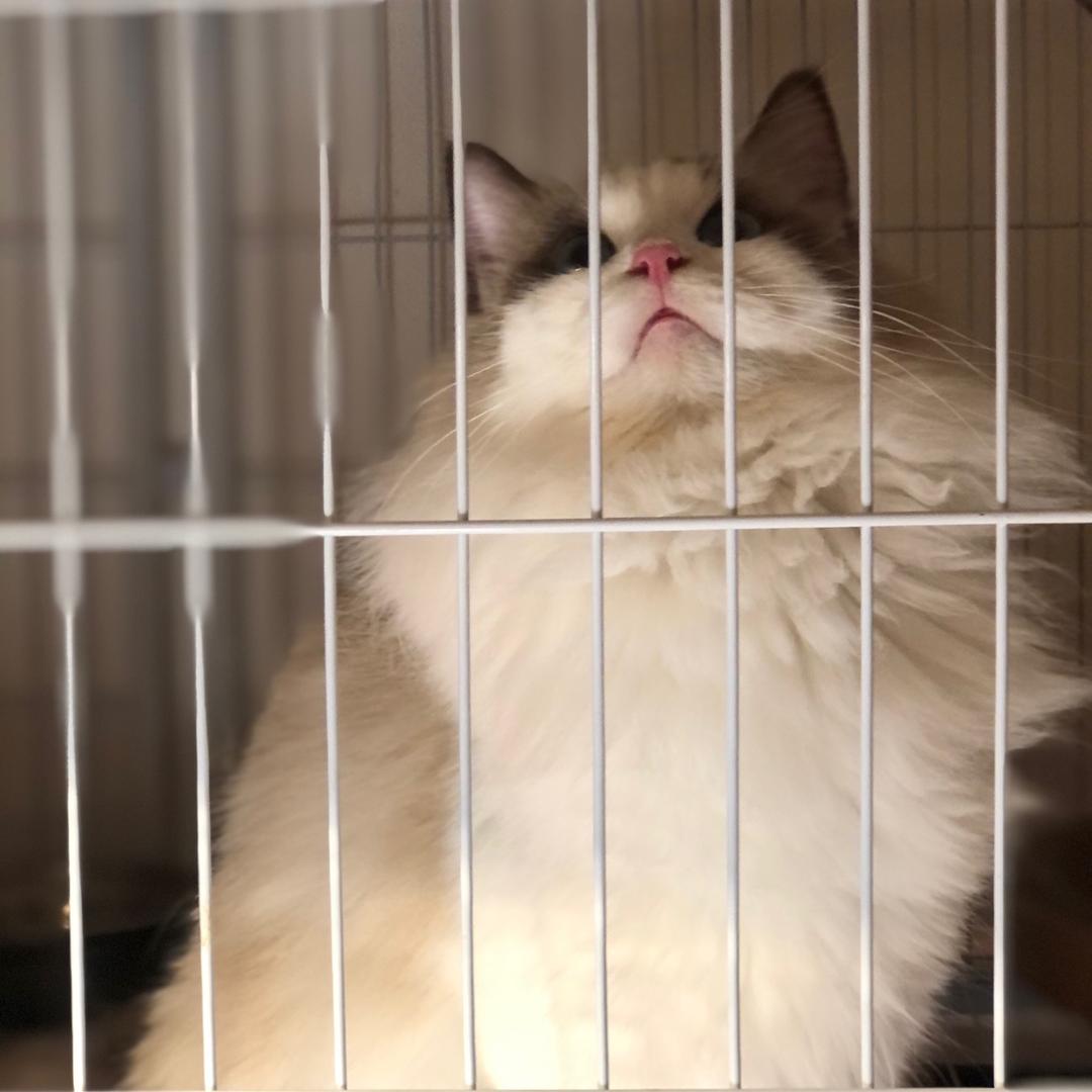 喵喵王