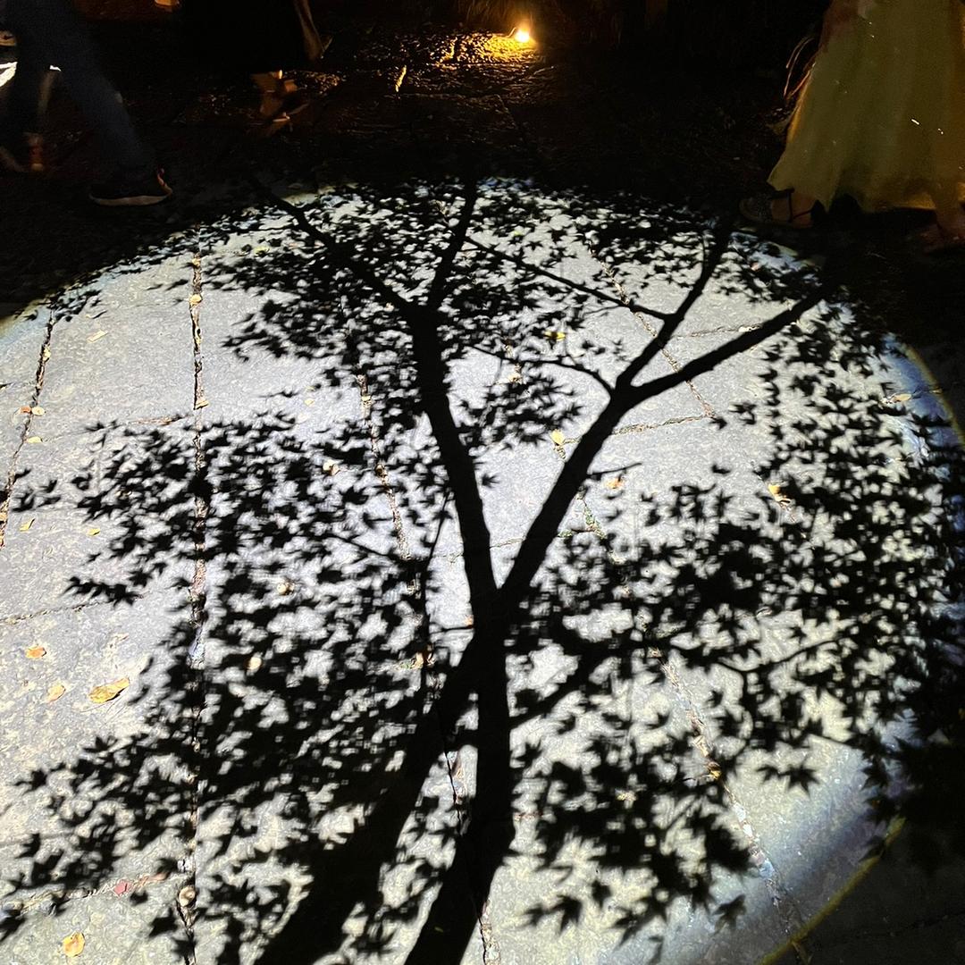 小🐟人的大鲨鱼