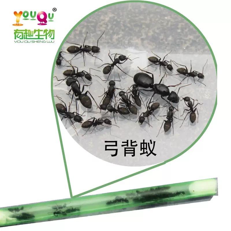 邕城蚂蚁