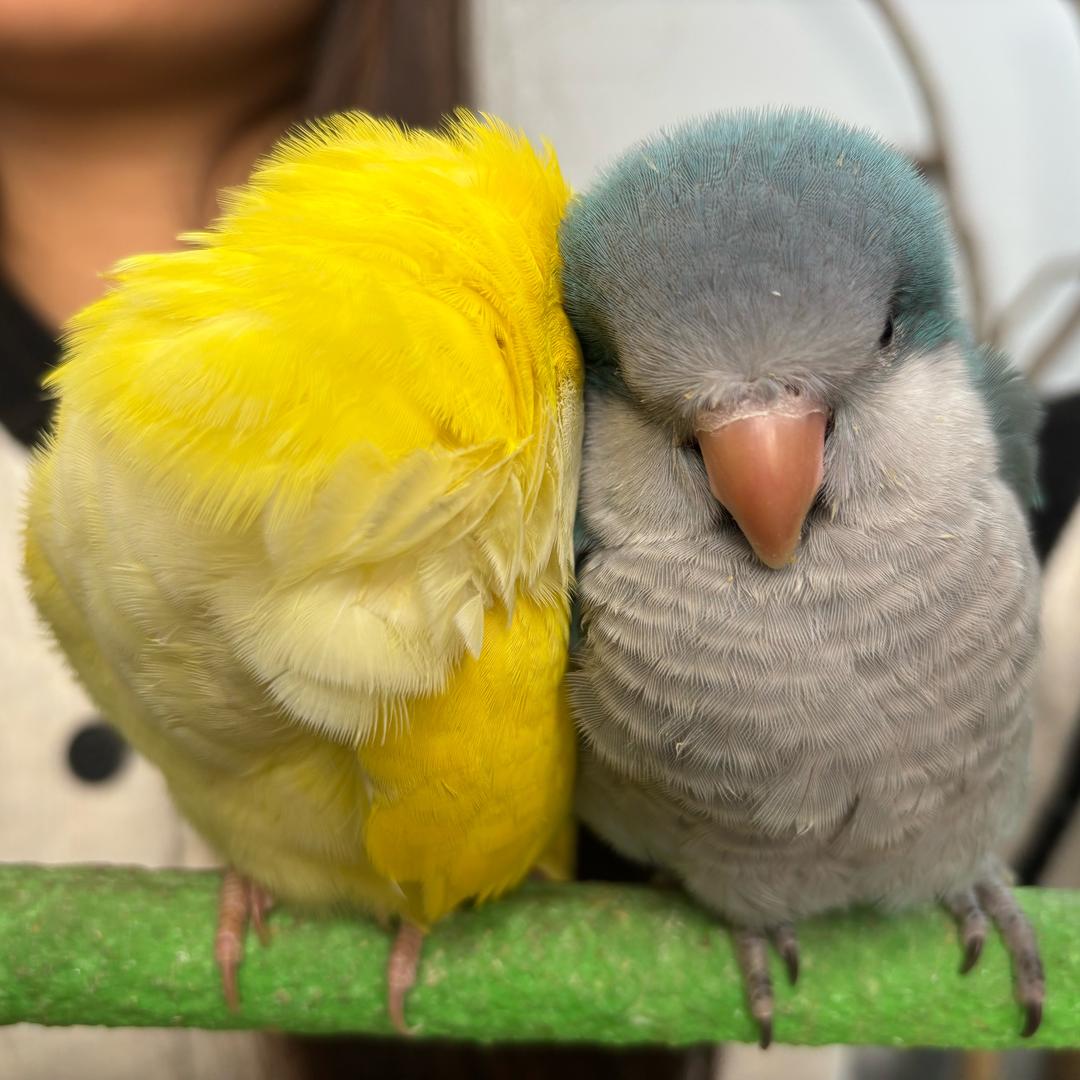 鹦缘阁美阳阳