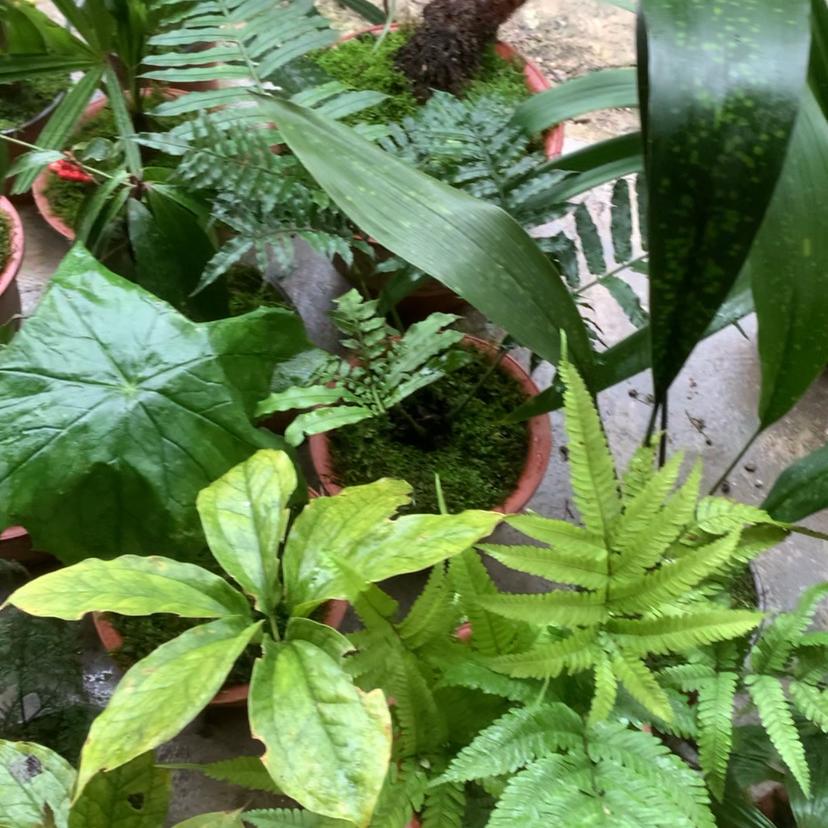 四季常青绿植及农产品店