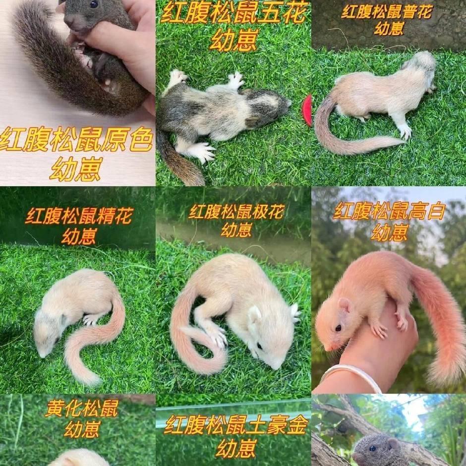 萌宠养殖🐿
