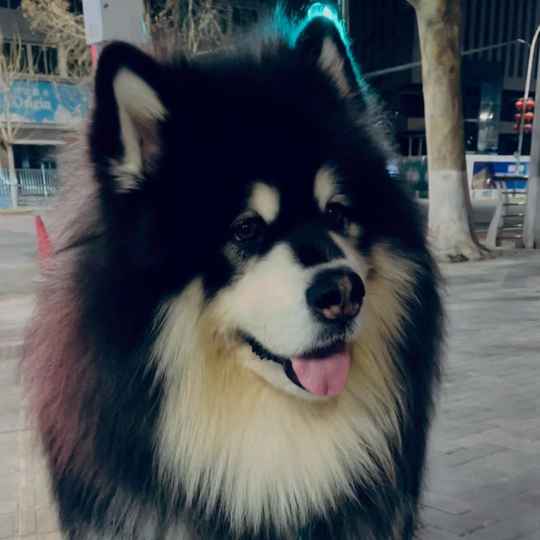 霸道是个胆小狗儿