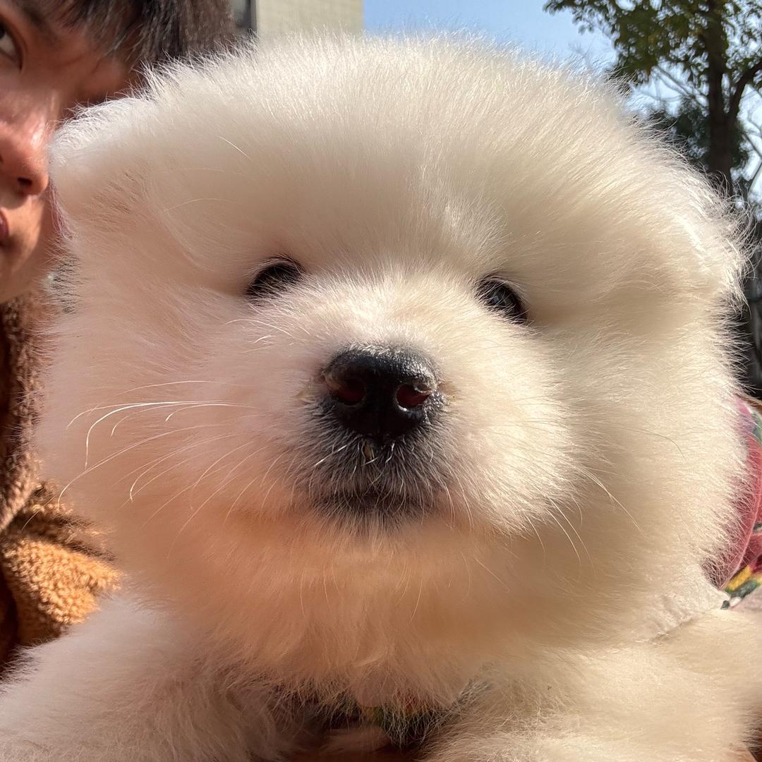 芒果是萨摩耶