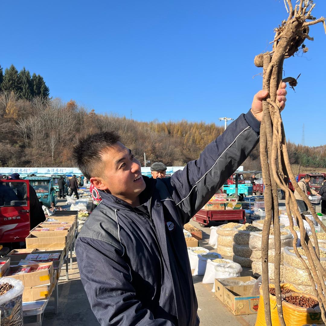 来了大旭（长白山原产地）