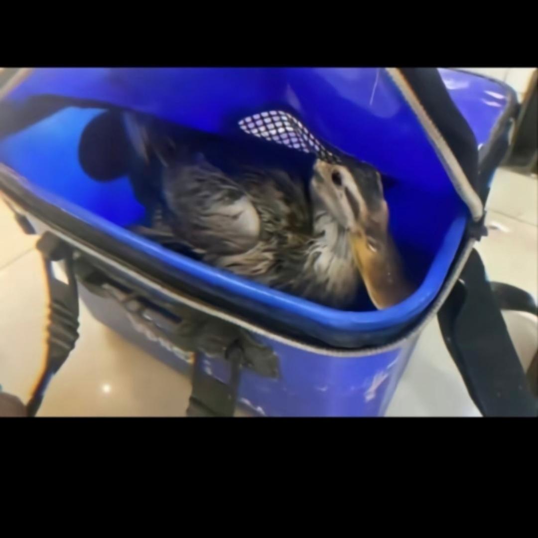 全是假