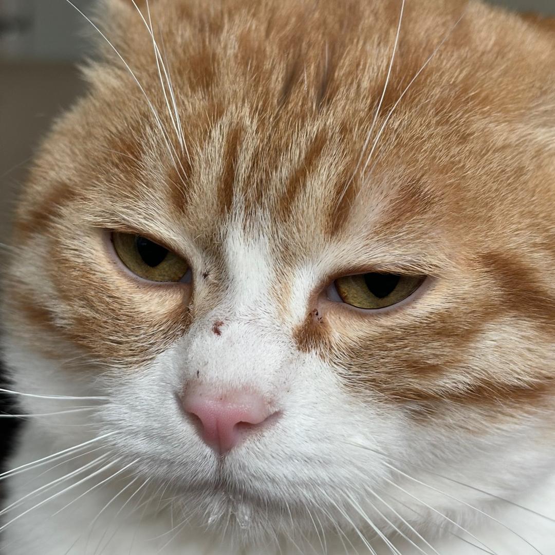 大橘五碗碗碗碗碗