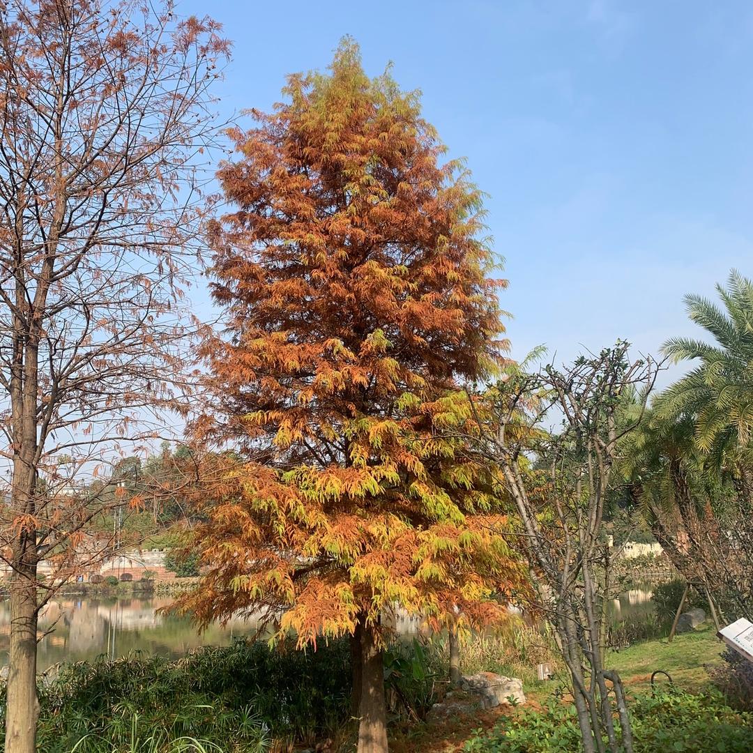 最美