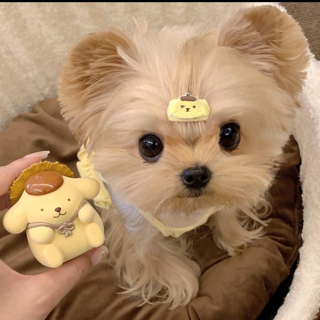 恩恩🐮