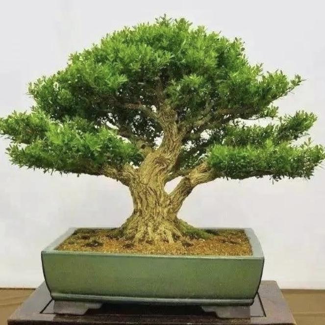 隆盛黄杨