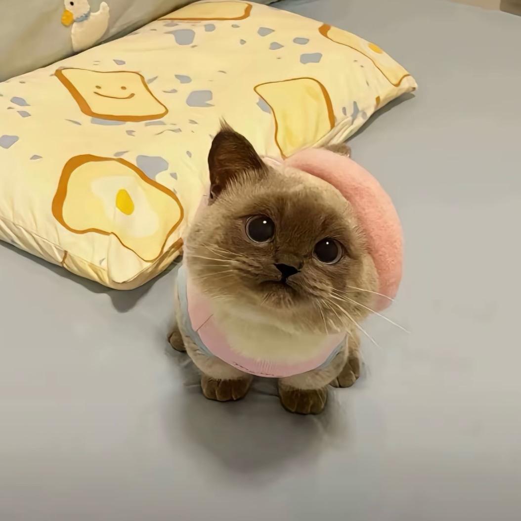 芋泥奶包
