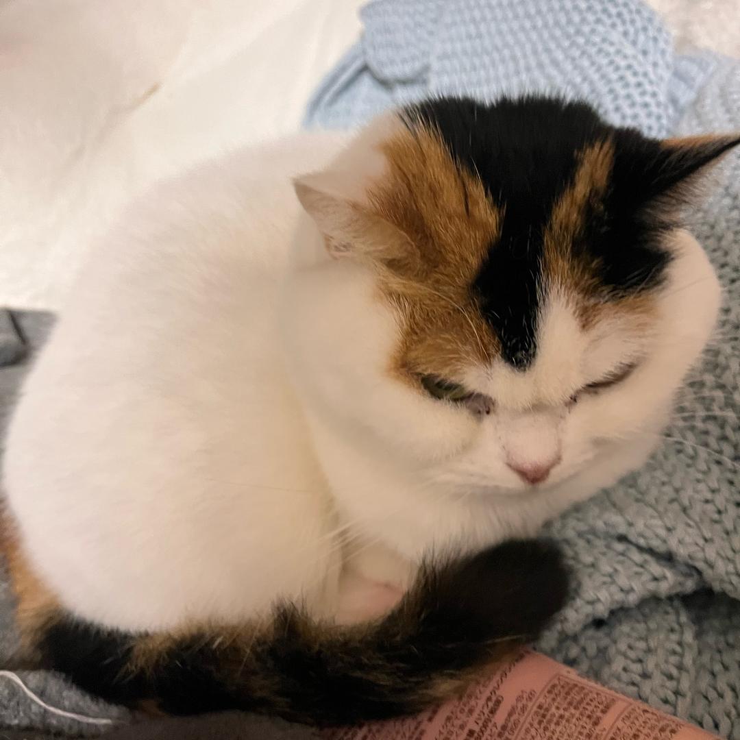 我家有超多猫
