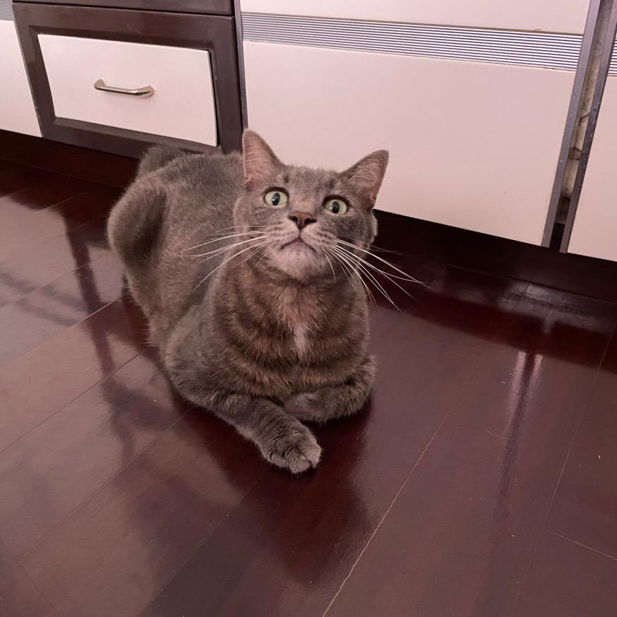 我家的黑白灰🐈