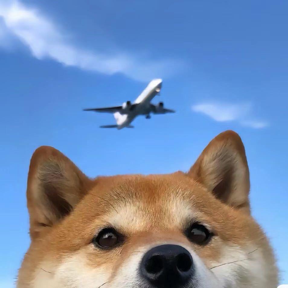 爱吃爱吃土豆🥔的马铃薯🥔