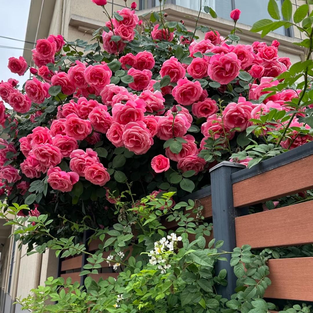 中国媳妇（生活号）