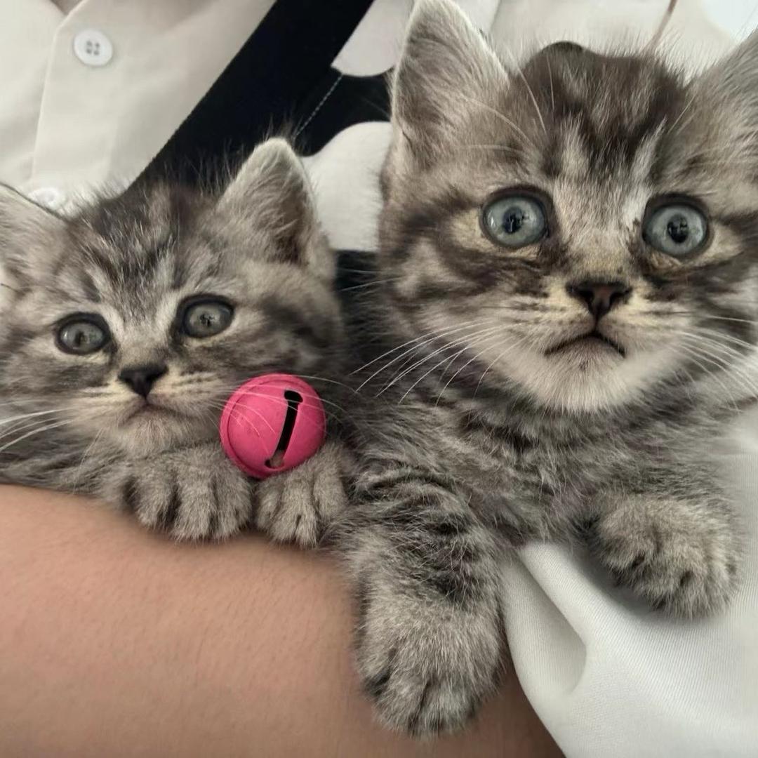 软绵的猫