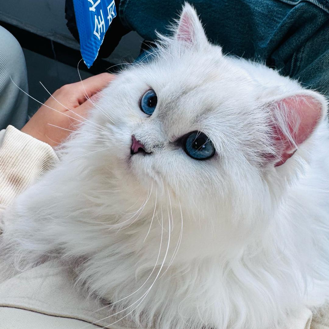 小满爱养猫