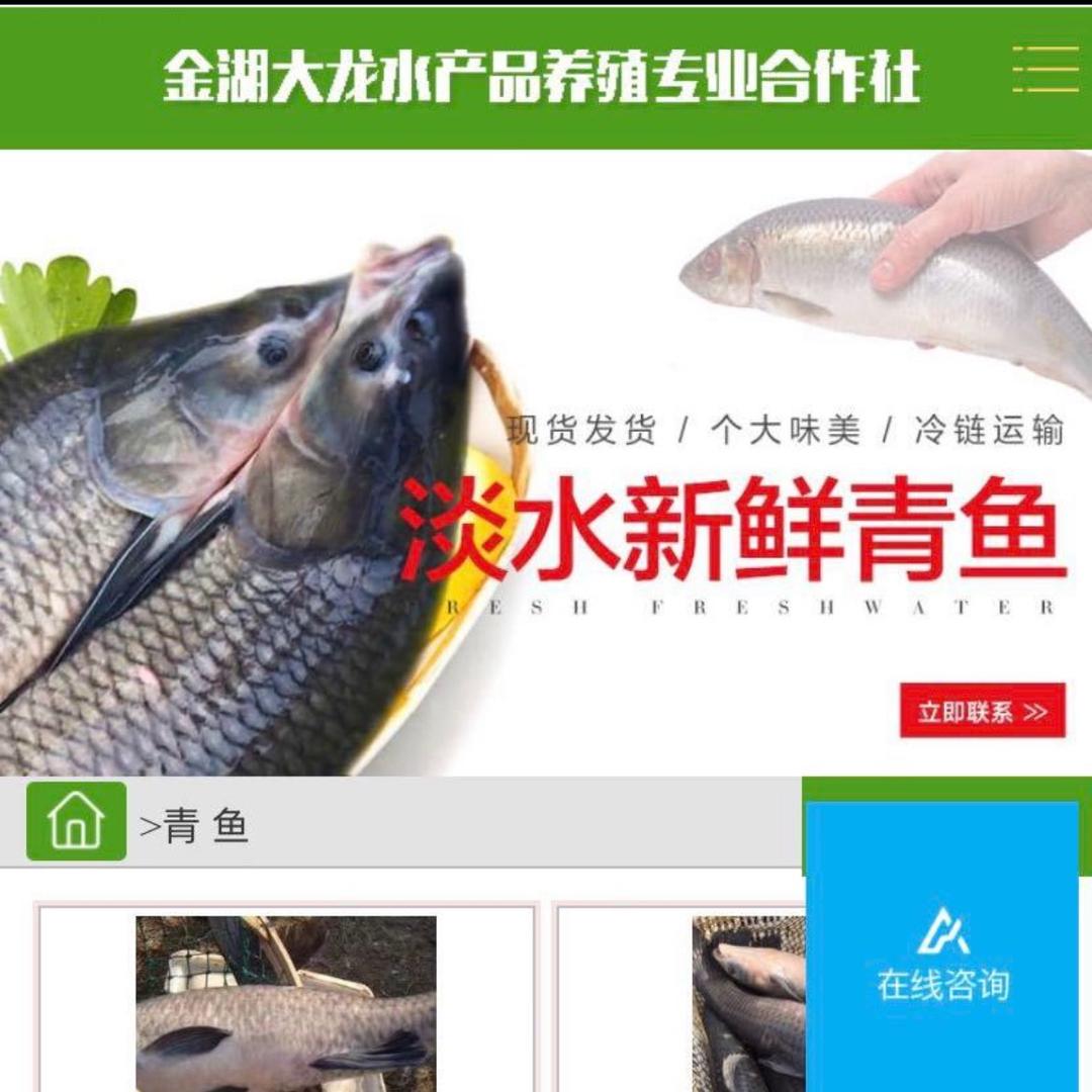 大龙青鱼