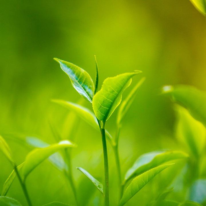 绿千茶园