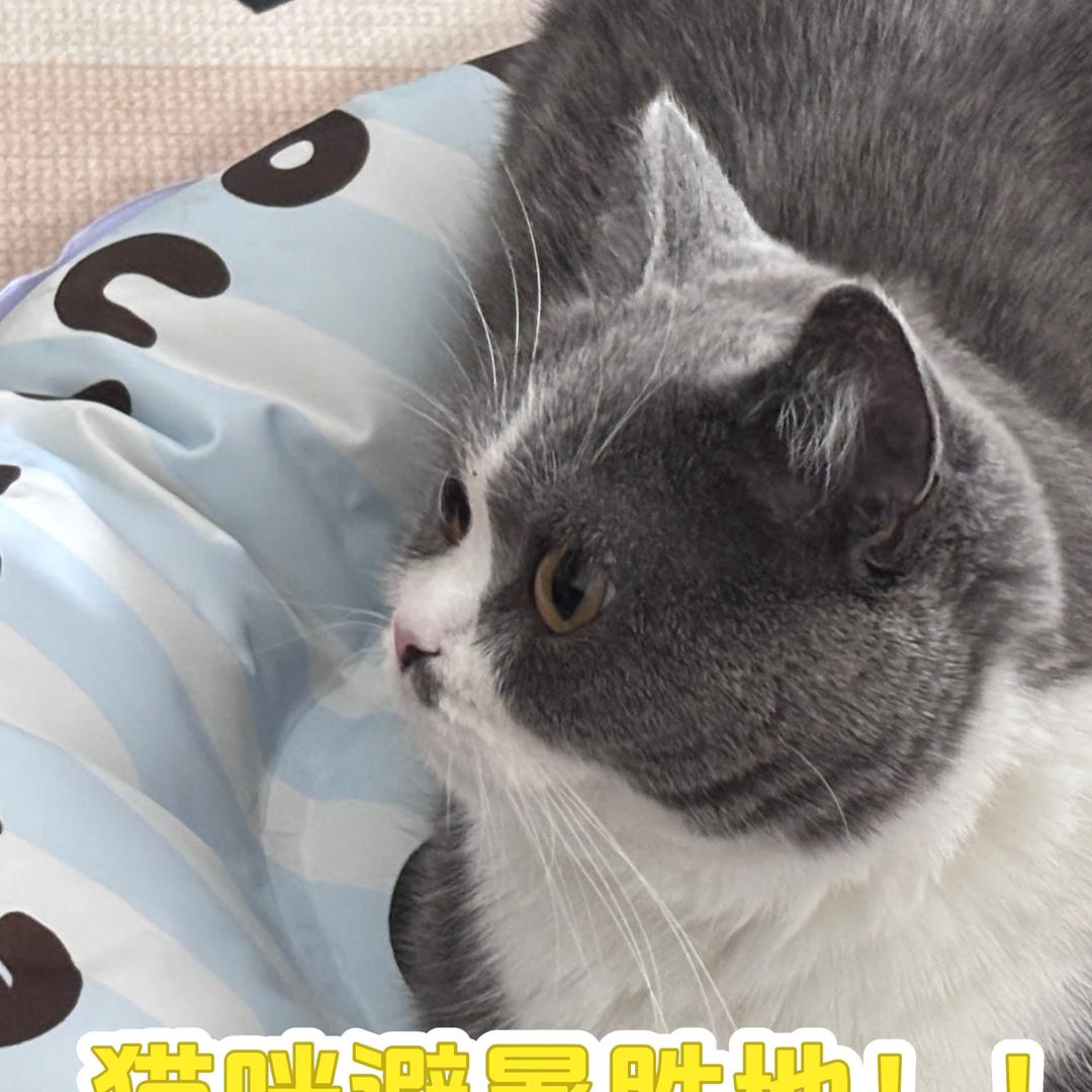 喵汪心选